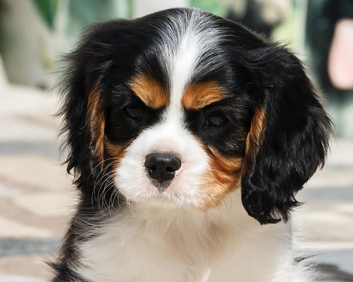 oglasi, Cavalier King Charles Spaniel, dva decak