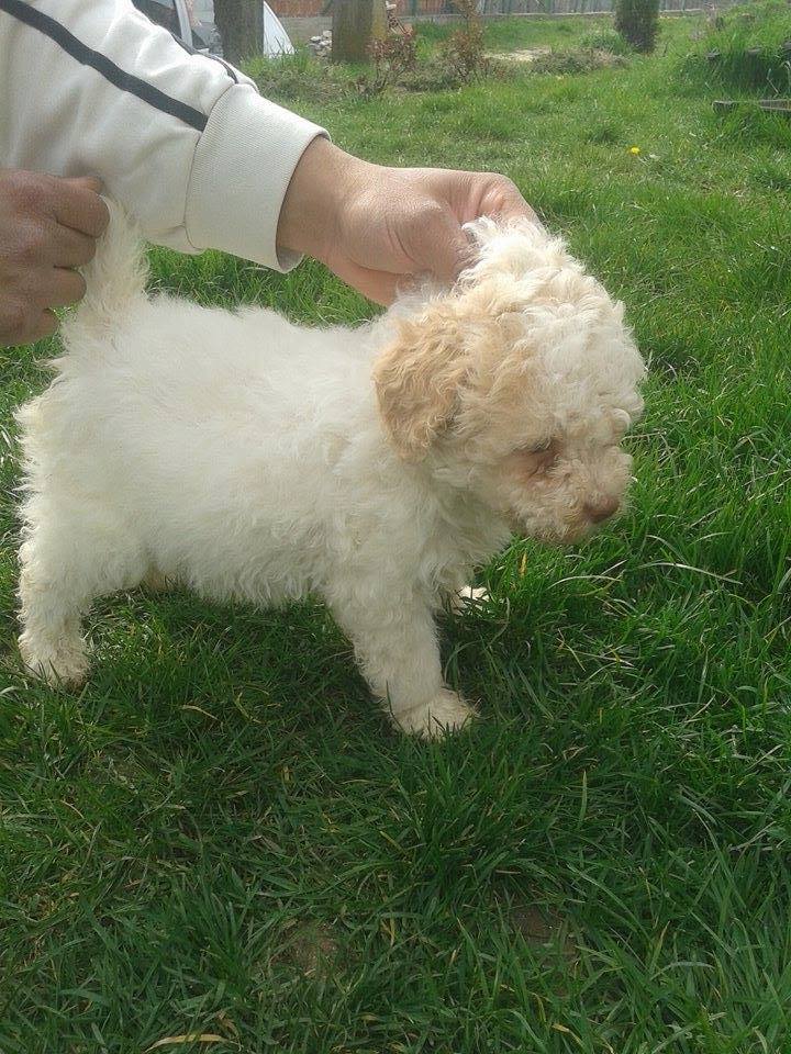 oglasi, Lagotto romagnolo stenci