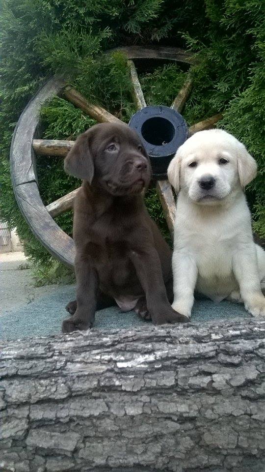 oglasi, Labrador Retriver stenci cokoladne i zut