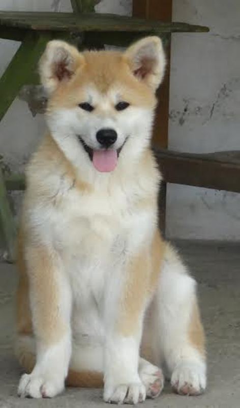 oglasi,  Akita Inu,tenci 