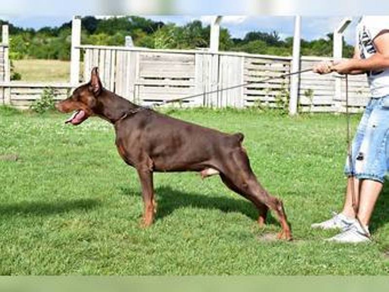 Doberman tenci 