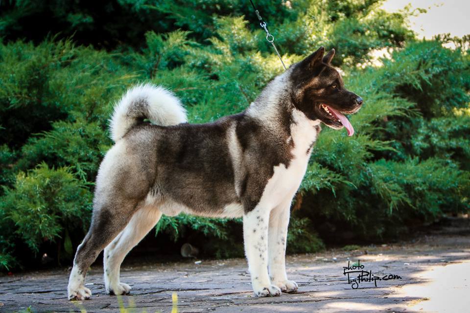  Americka Akita