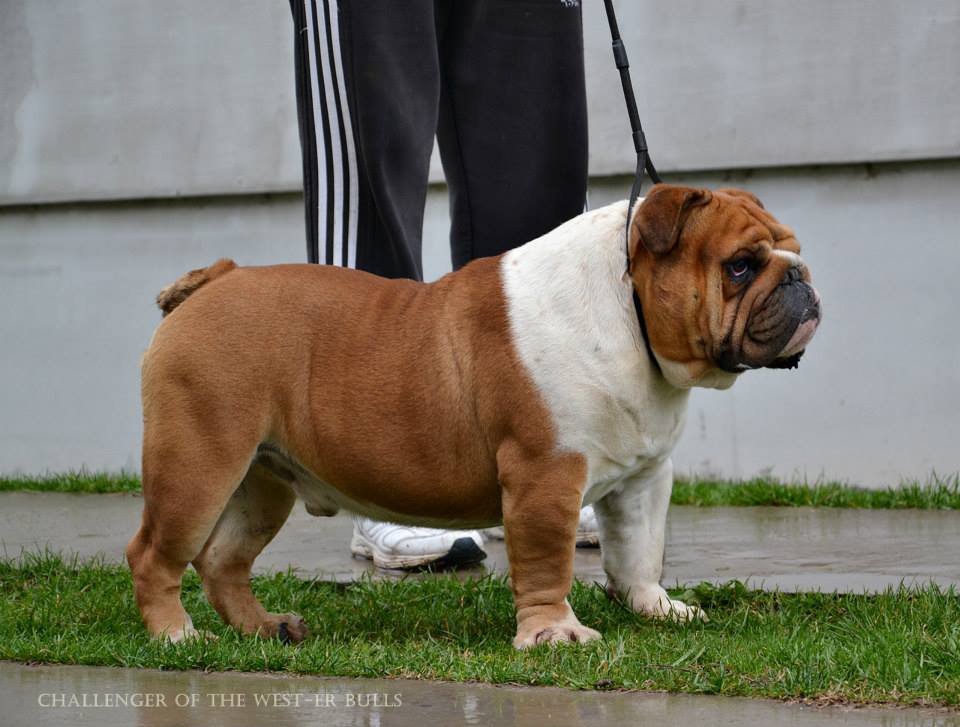 Engleski Buldog,spreman za parenje