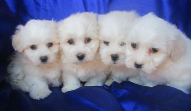 COTON DE TULEAR (tulearski pas) stenad 