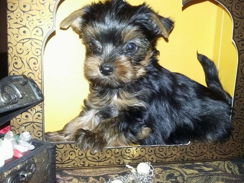 oglasi, Yorkshire terrier stenad i mlad muzjak