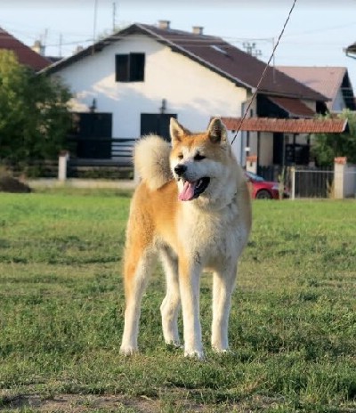 Akita inu - tenci