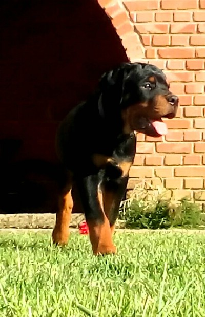 ROTTWEILER 