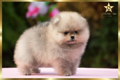 Pomeranski spic / Pomeranac