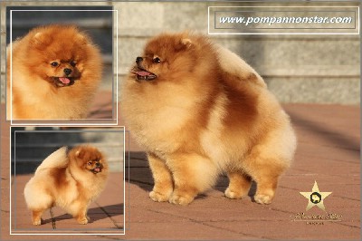 Pomeranski spic / Pomeranac