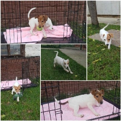 Jack Russell Terrier novo leglo