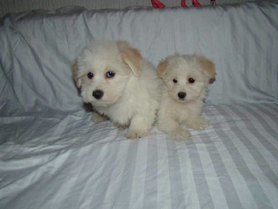 Stenad Coton de ttulear