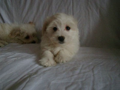 Stenad Coton de ttulear