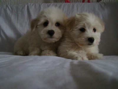 Stenad Coton de ttulear