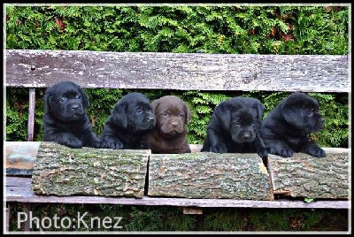 Vrhunski tenci Labrador retrivera 