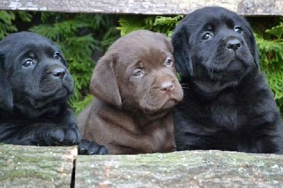 Vrhunski tenci Labrador retrivera 