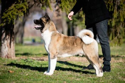 Americka akita - vrhunsko leglo 