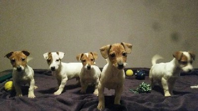 oglasi, Jack Russell terier stenci 