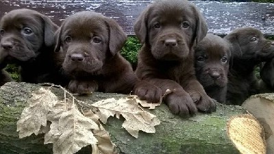 Labrador retriver okoladni tenci