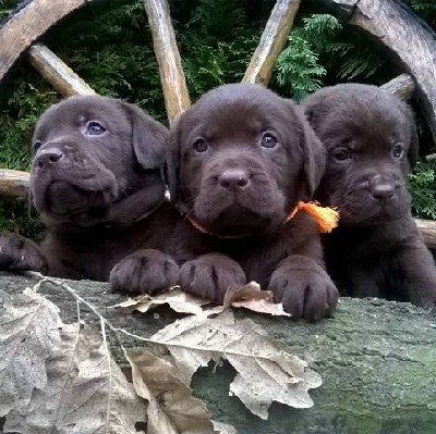 Labrador retriver okoladni tenci