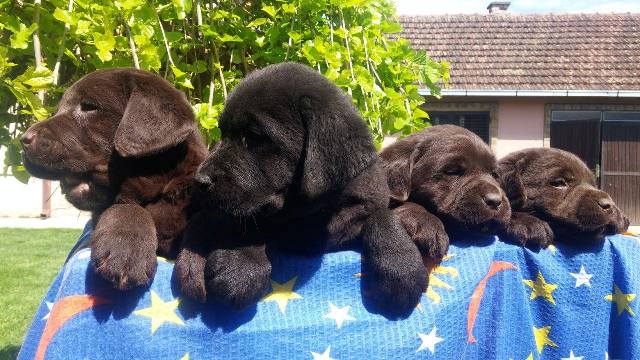 Labrador retriver stenci cokoladne boje