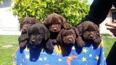 oglasi, Labrador retriver stenci cokoladne boje