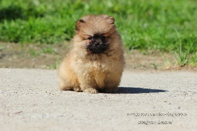 Pomeranac Boo musko stene