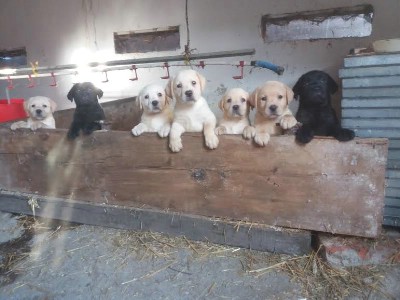 Labrador tenci, vrhunskog porekla  