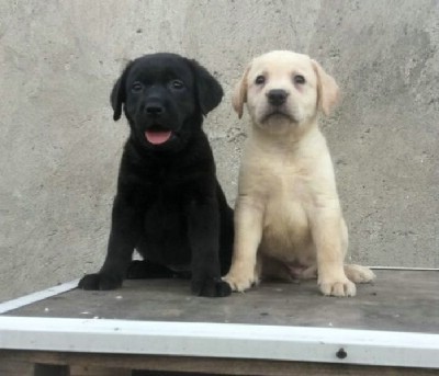 Labrador tenci, vrhunskog porekla  