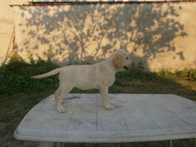 Labrador - enski tenci 