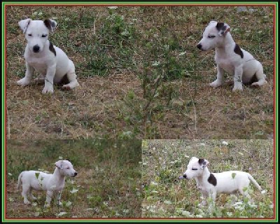 Jack russell terrier,ampionskog porekla
