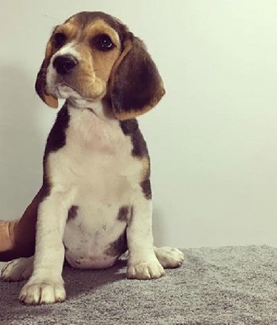 Beagle stenci sa pedigreom NA PRODAJU!