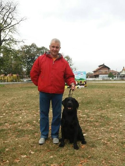 Labrador retriver 