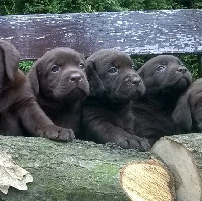 Labrador Retriver okoladni (braon) ten