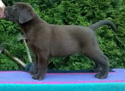 Labrador Retriver tenci okoladni (brao