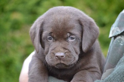 Labrador Retriver okoladni (braon) ten