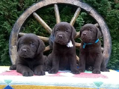 oglasi, Labrador Retriver okoladni (braon) ten