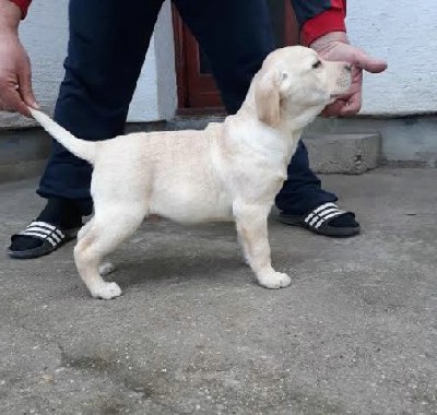 Labrador tenci  vrhunskog porekla 