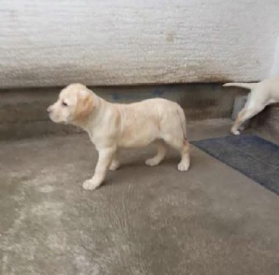 Labrador tenci  vrhunskog porekla 