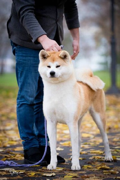 Akita inu