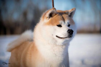 oglasi, Akita inu