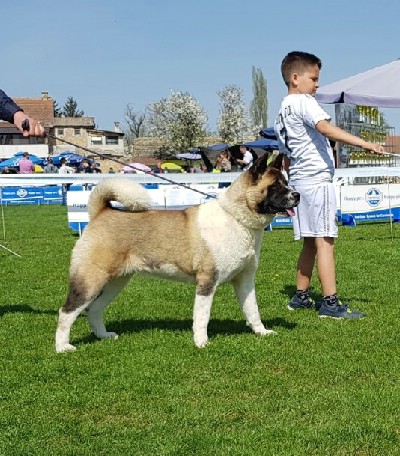 Americka akita stenci na prodaju