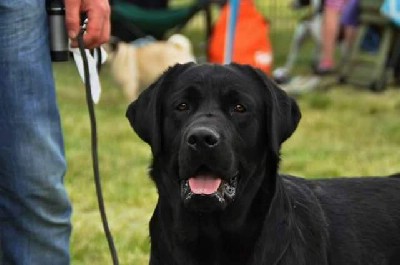 Labrador retriver slobodan za parenje 