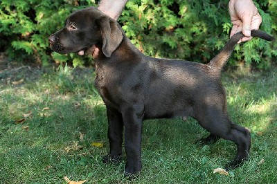 Labrador retriver okoladno muko tene