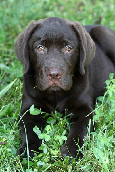 oglasi, Labrador retriver okoladno muko tene