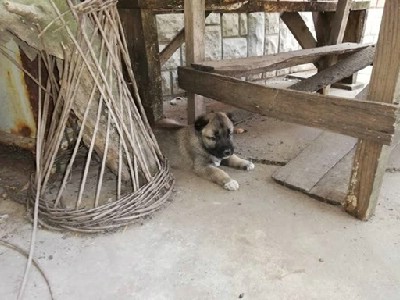 oglasi, Kangal - Turski pastirski pas