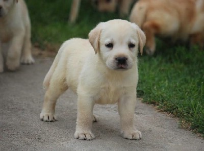 Labrador tenci vrhunskog porekla 