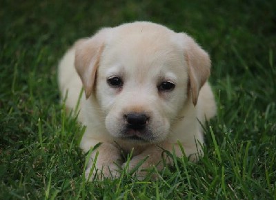 Labrador tenci vrhunskog porekla 