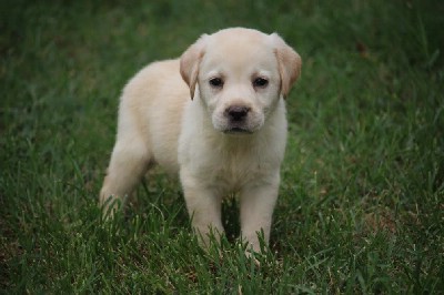 oglasi, Labrador tenci vrhunskog porekla 