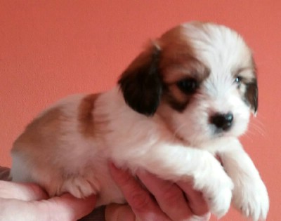 coton de tulear