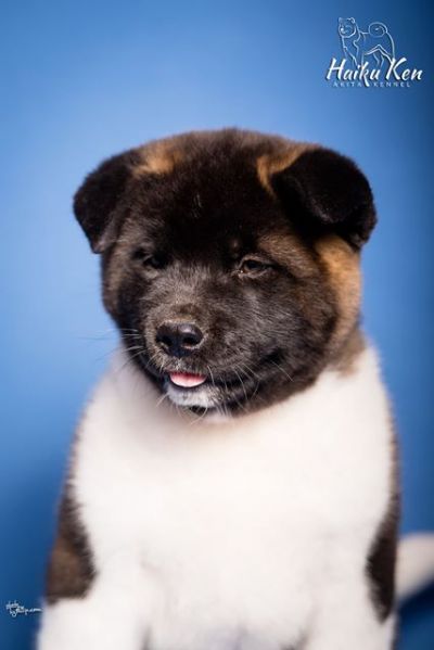 Americka akita